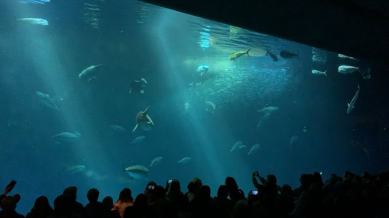 Monterey Bay Aquarium, CA