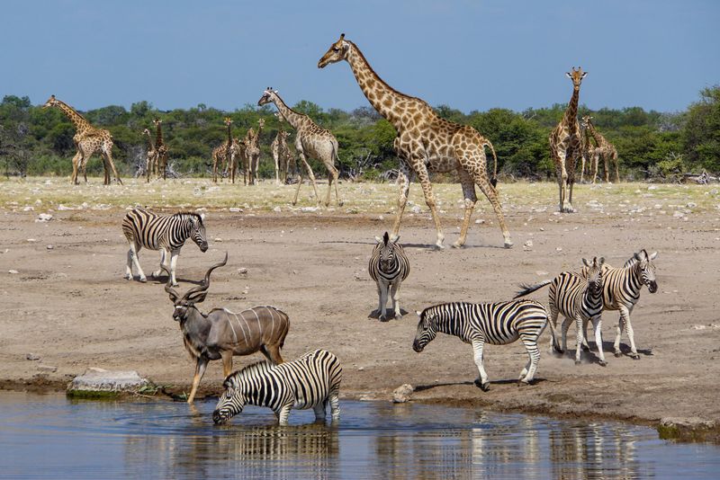 Etosha National Park, Namibia