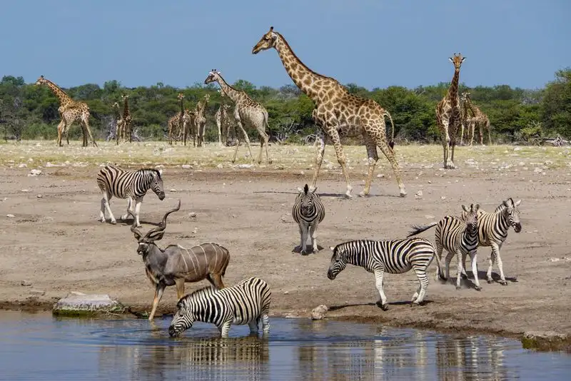 Etosha National Park, Namibia