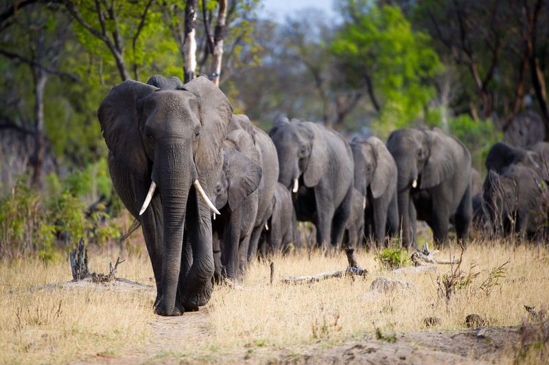 Hwange National Park, Zimbabwe