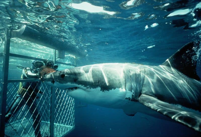 The Gansbaai Shark Dive, South Africa