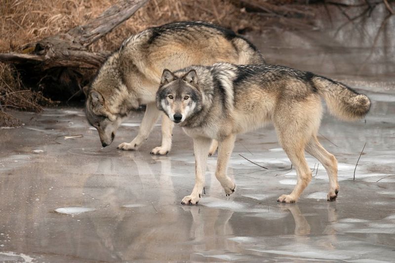 Wolf Park