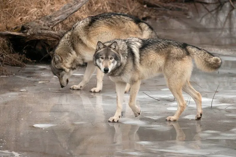Wolf Park