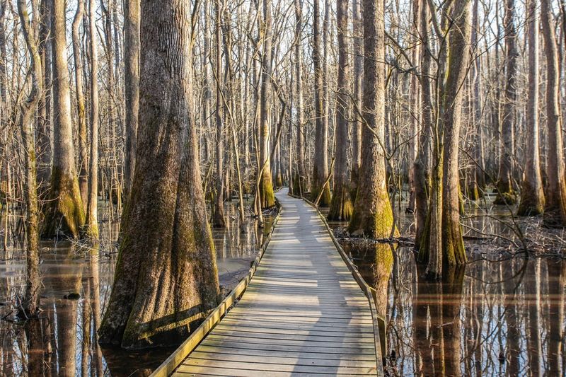 Congaree National Park, South Carolina