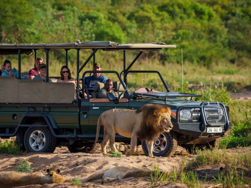 Wildlife Safari in South Africa