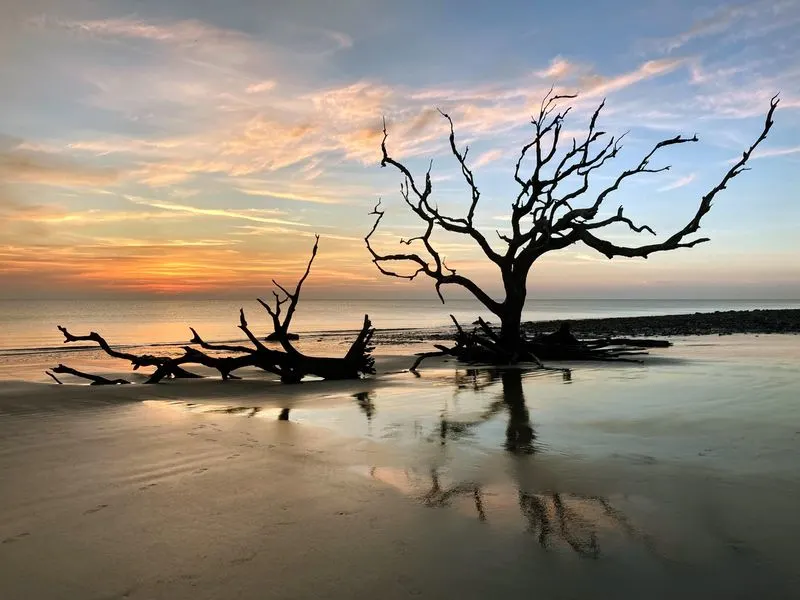 Driftwood Beach, Jekyll Island