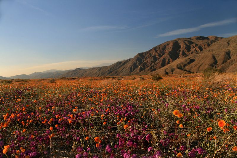 Anza-Borrego Desert State Park, California