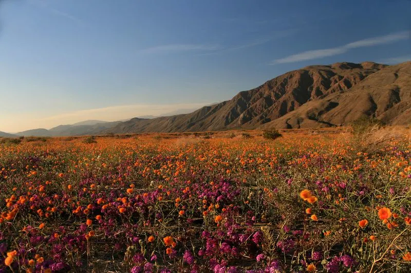 Anza-Borrego Desert State Park, California
