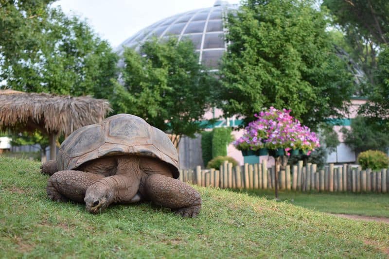 Reptile Gardens