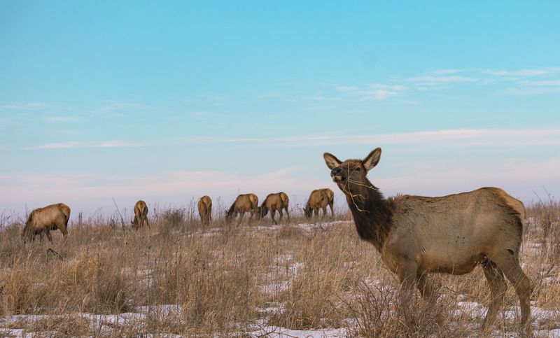 Neal Smith National Wildlife Refuge
