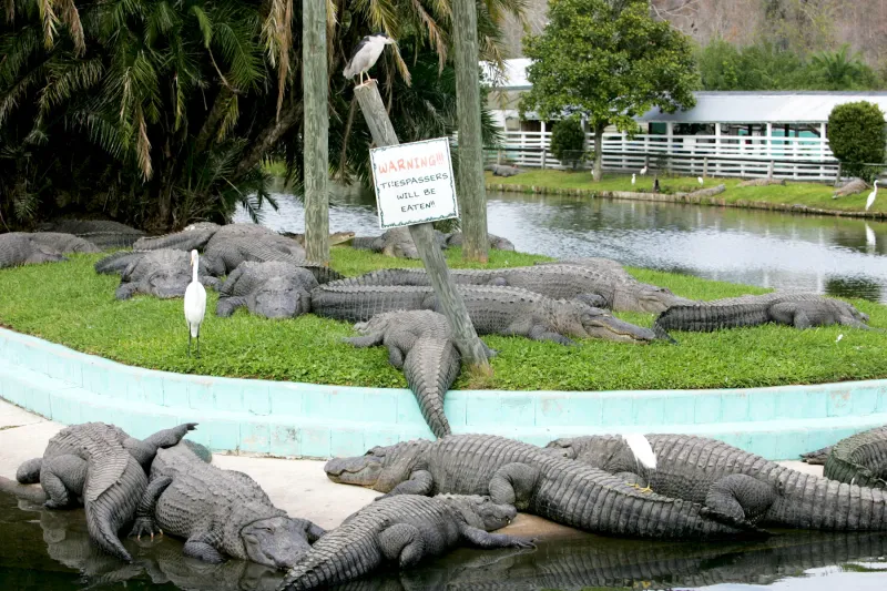 Gatorland