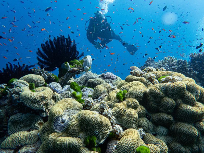 Snorkeling the Great Barrier Reef