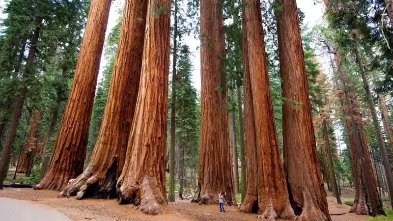 Sequoia National Park, California