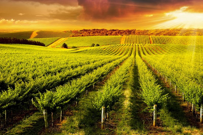 Barossa Valley, Australia