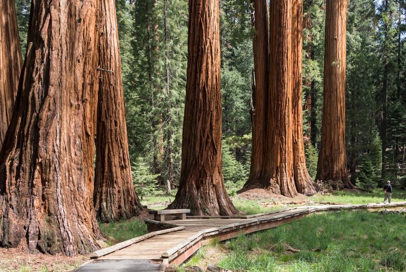 Walk among the Giants in California's Redwoods