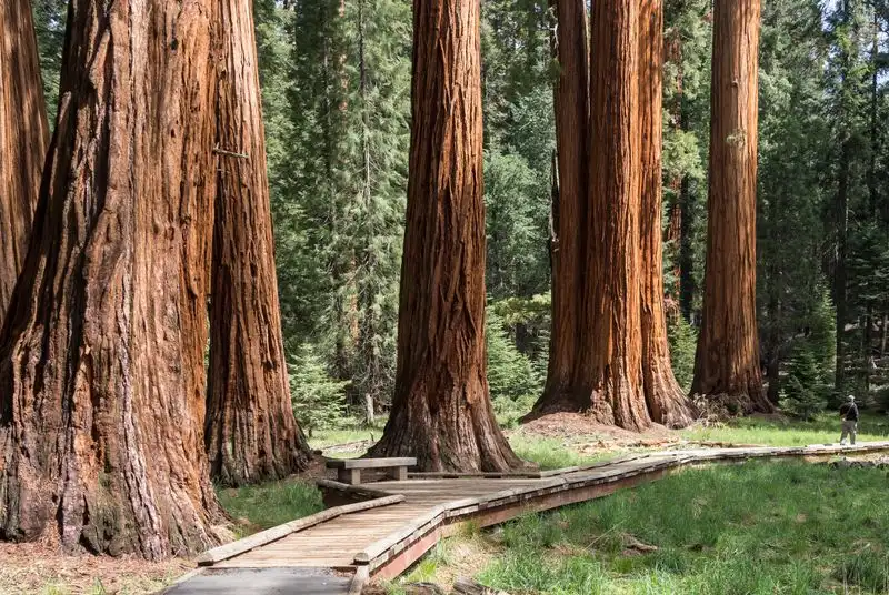 Walk among the Giants in California's Redwoods