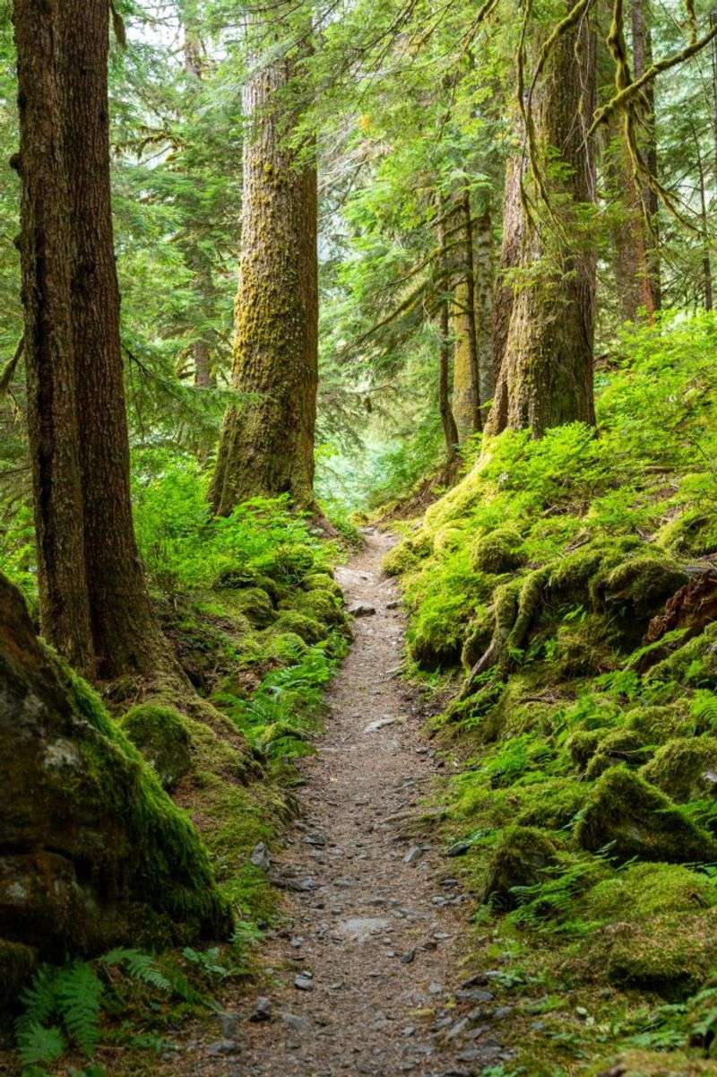 The Enchanted Firsa