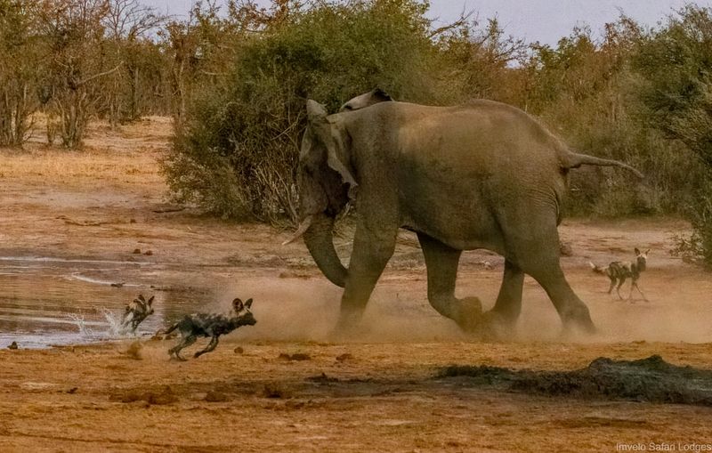 Hwange National Park, Zimbabwe