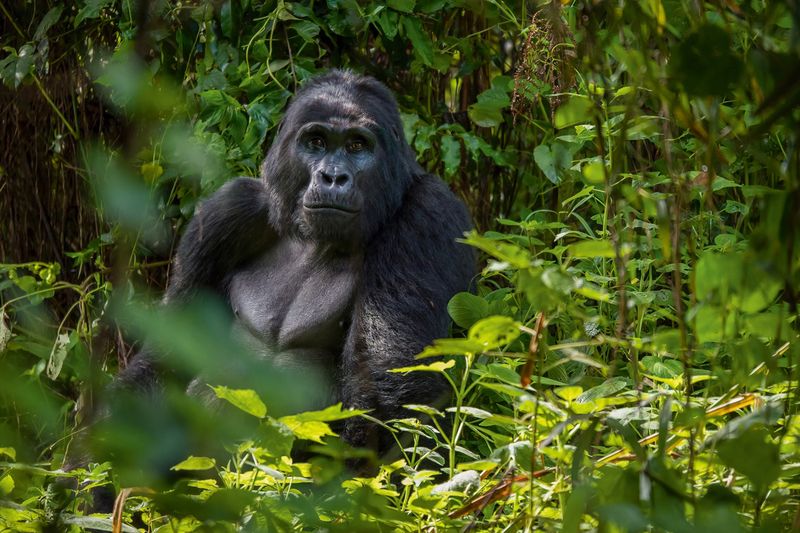 Bwindi Impenetrable Forest, Uganda