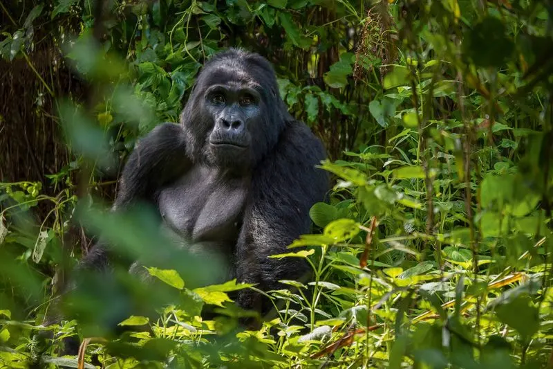 Bwindi Impenetrable Forest, Uganda