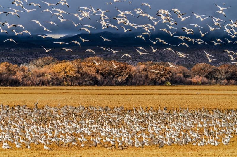 Bosque del Apache National Wildlife Refuge, New Mexico
