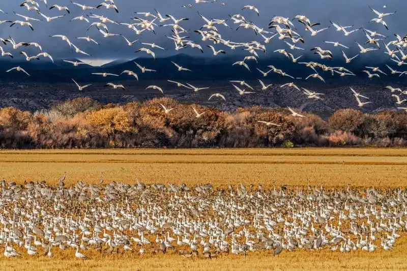 Bosque del Apache National Wildlife Refuge, New Mexico