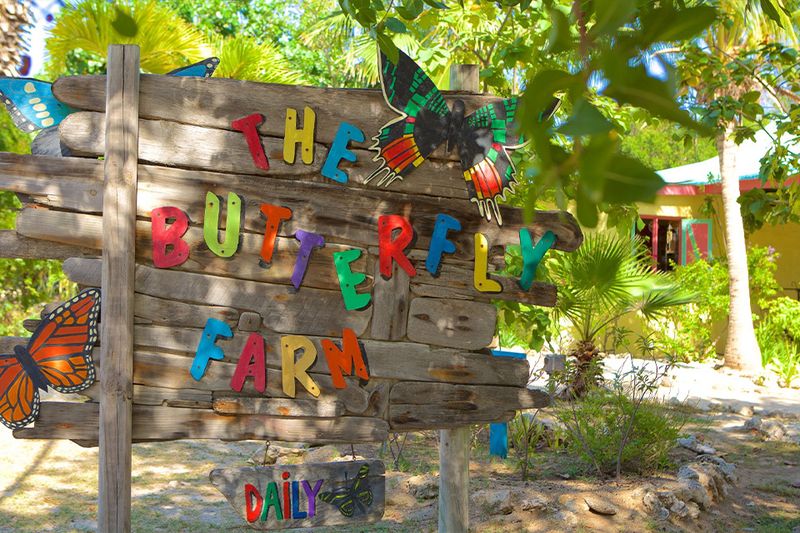 Butterfly Farm Visit