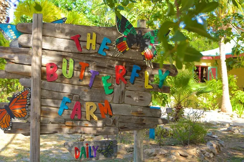 Butterfly Farm Visit
