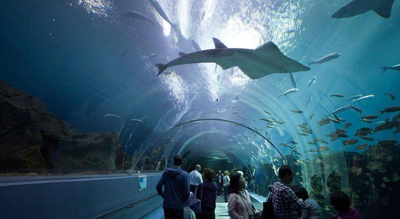 Georgia Aquarium