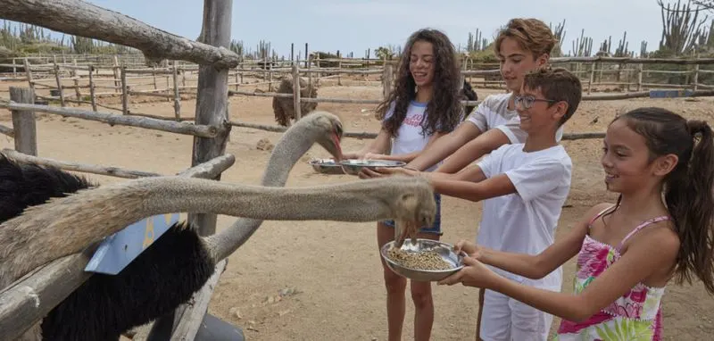 Aruba Ostrich Farm Adventure