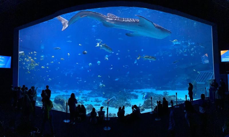 Georgia Aquarium