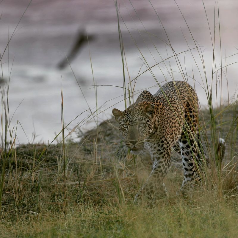 South Luangwa National Park, Zambia