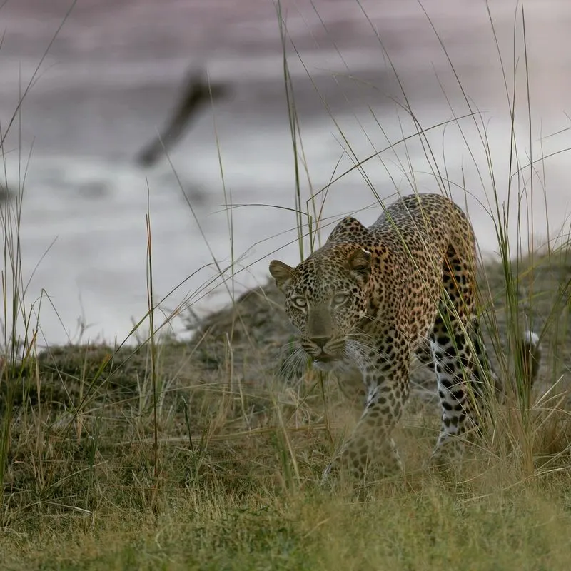 South Luangwa National Park, Zambia