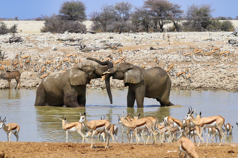 Etosha National Park, Namibia