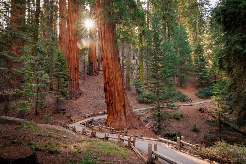 Sequoia & Kings Canyon National Parks