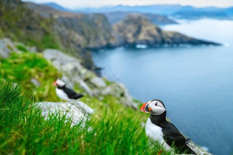 Runde's Bird Cliffs