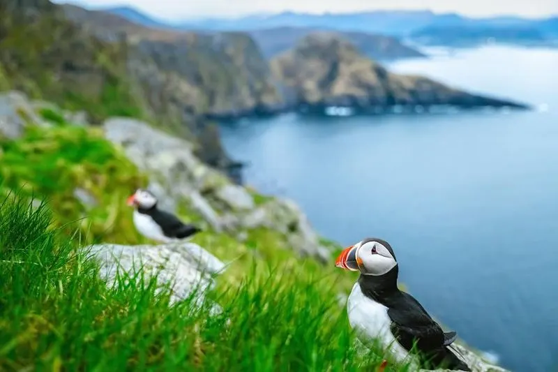 Runde's Bird Cliffs