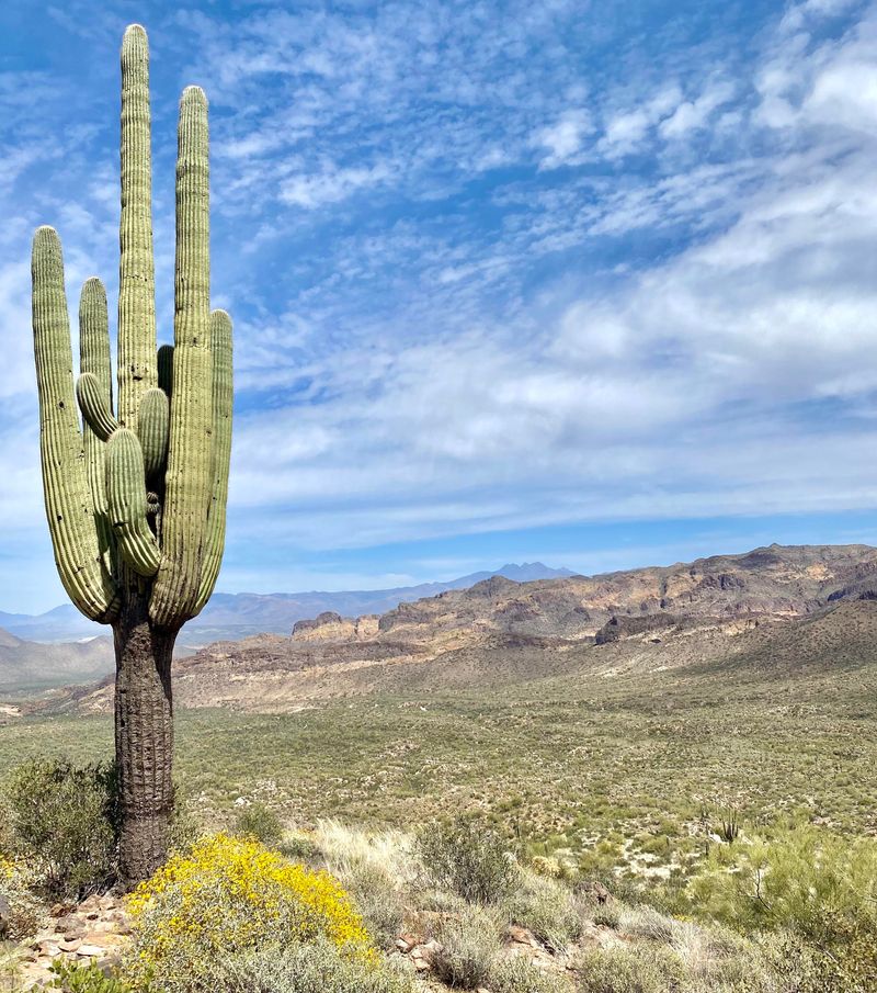 Sonoran Desert, USA/Mexico