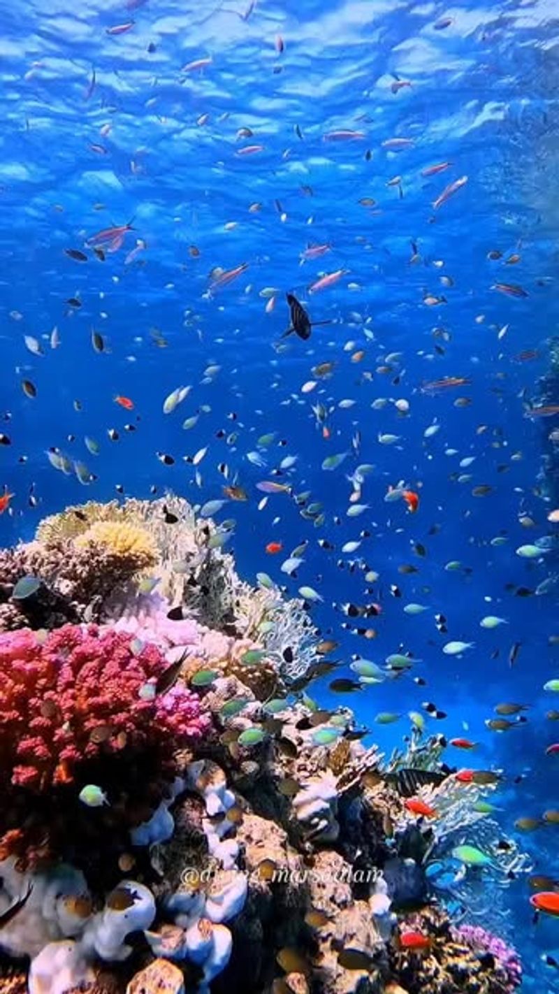The Red Sea Coral Reefs
