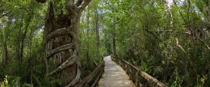 Exploring Fakahatchee Strand Preserve State Park