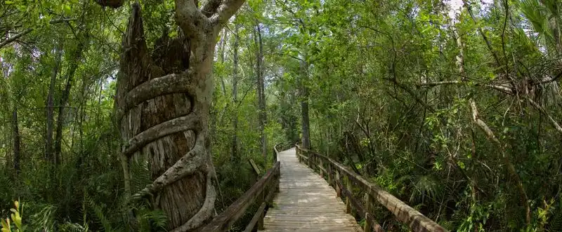 Exploring Fakahatchee Strand Preserve State Park