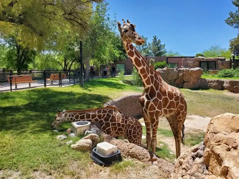 Reid Park Zoo