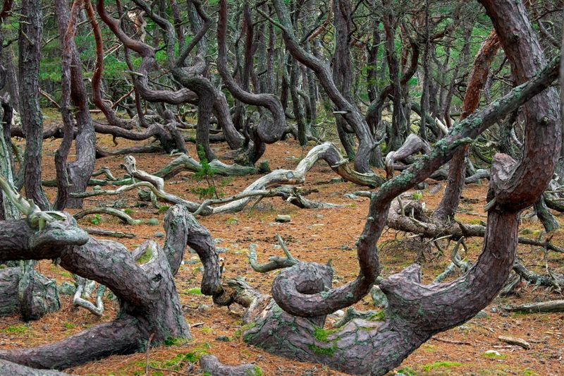 The Whimsical Forest of Trollskogen