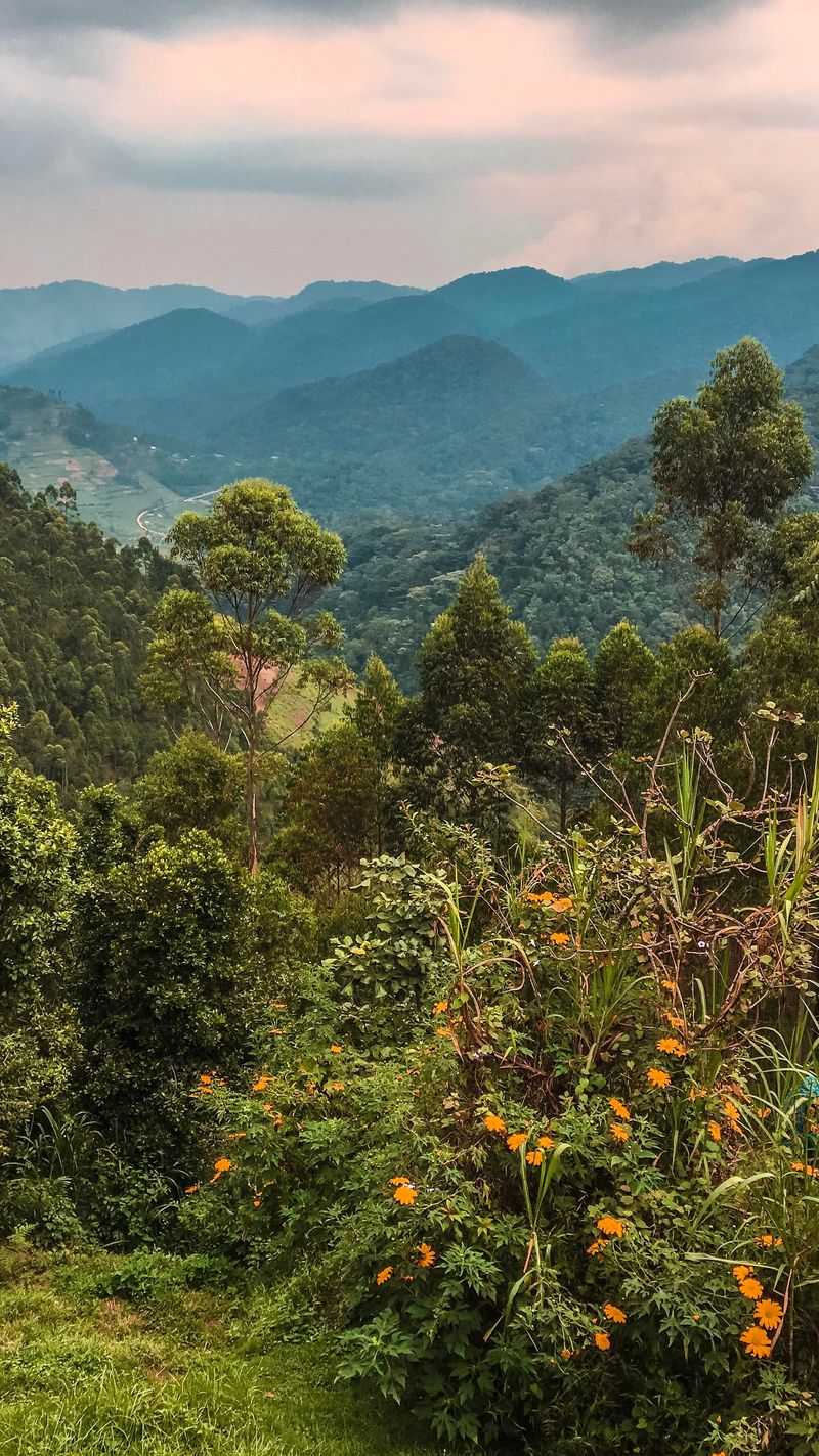 Bwindi Impenetrable Forest, Uganda