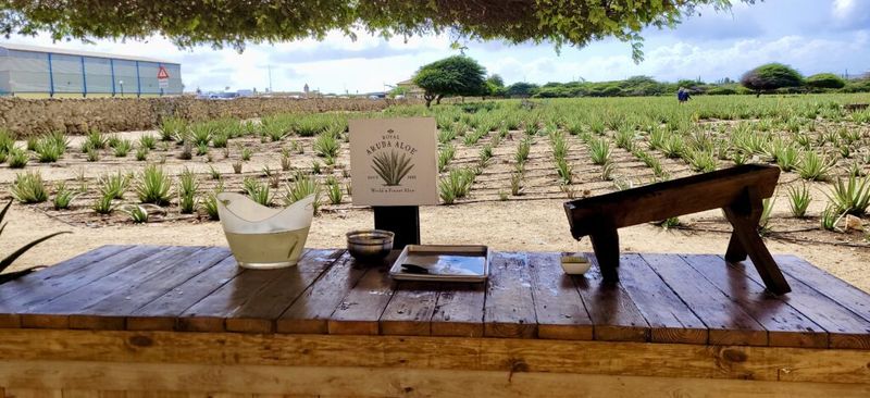 Aruba Aloe Factory Tour