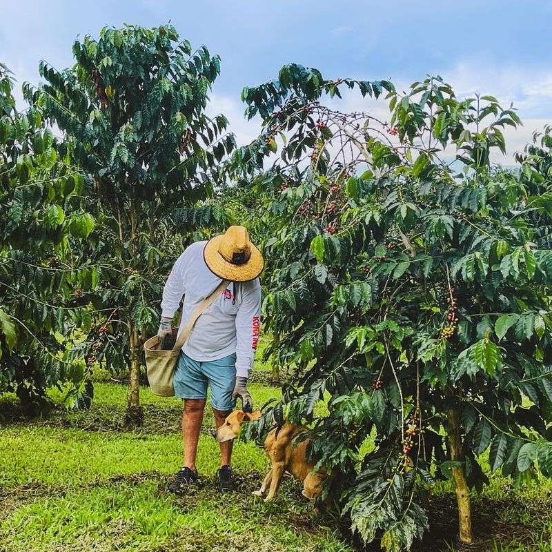 Sample Local Flavors at Kona Coffee Farms