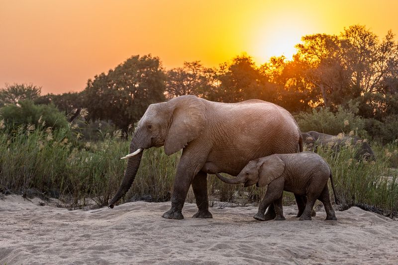 Kruger National Park, South Africa