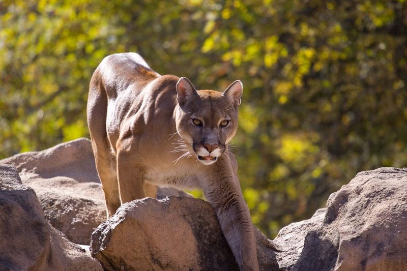 Wildlife Watching Opportunities