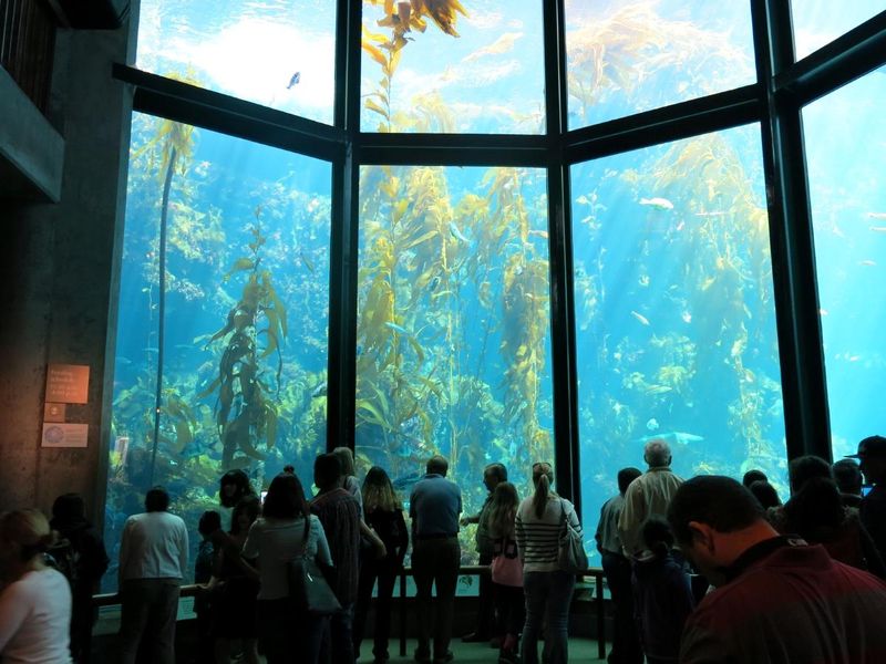 Monterey Bay Aquarium