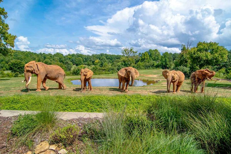 North Carolina Zoo